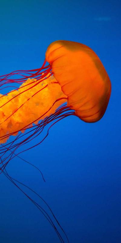 Visual representation of a live SOMA boutique on a mobile device